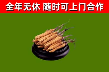 石楼县回收散虫草