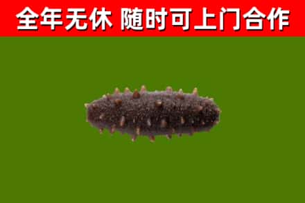 石楼县回收海参干